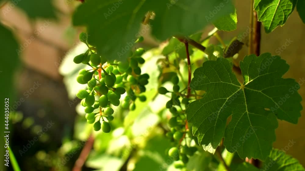 Grape leaves and branches with young green bunches of grapes swaying in the wind. Grape leaves and branches with young green bunches of grapes swaying in the wind.