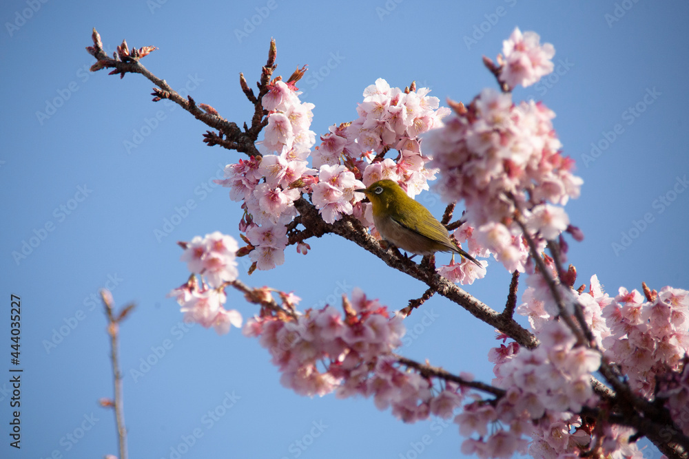 桜にメジロ 桜にメジロ