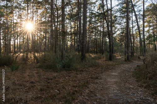 Sunrise along a winding path in an East Texas forest.