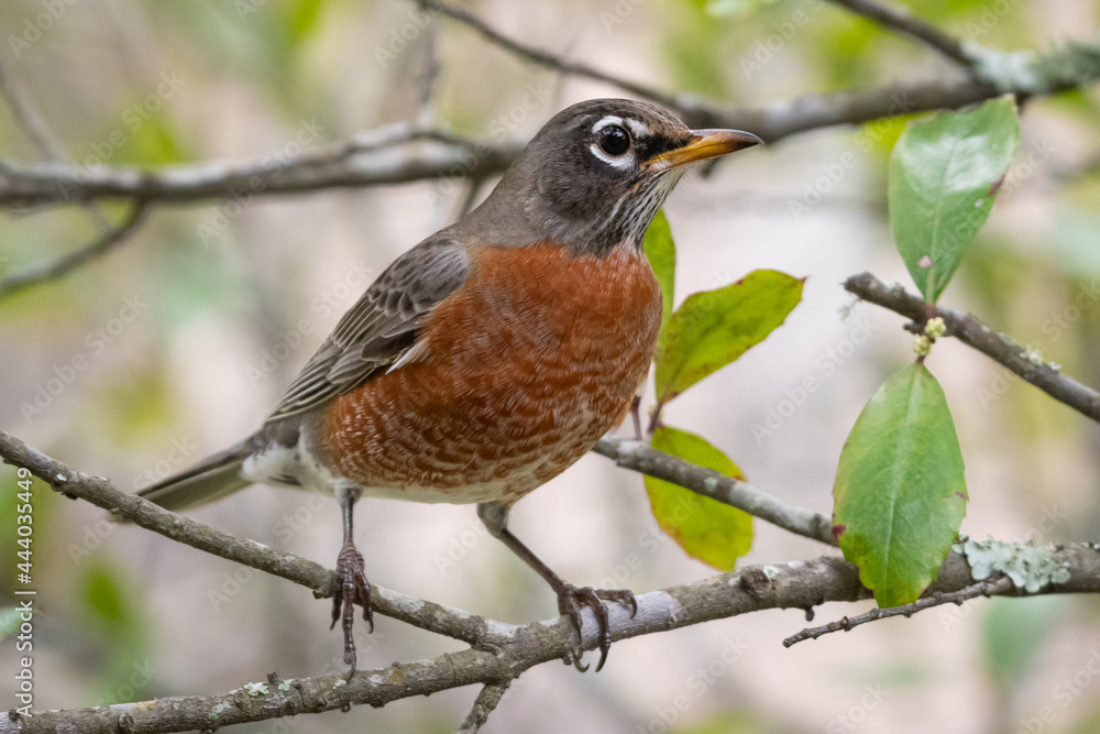 American robin perched on a branch. American robin perched on a branch.