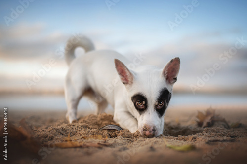 Black and white male mixed breed dog playing with sand on the beach against the backdrop of sunset clouds