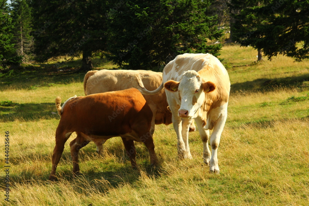 Cows grazing grass on high meadow pastures in mountains. Cows grazing grass on high meadow pastures in mountains.