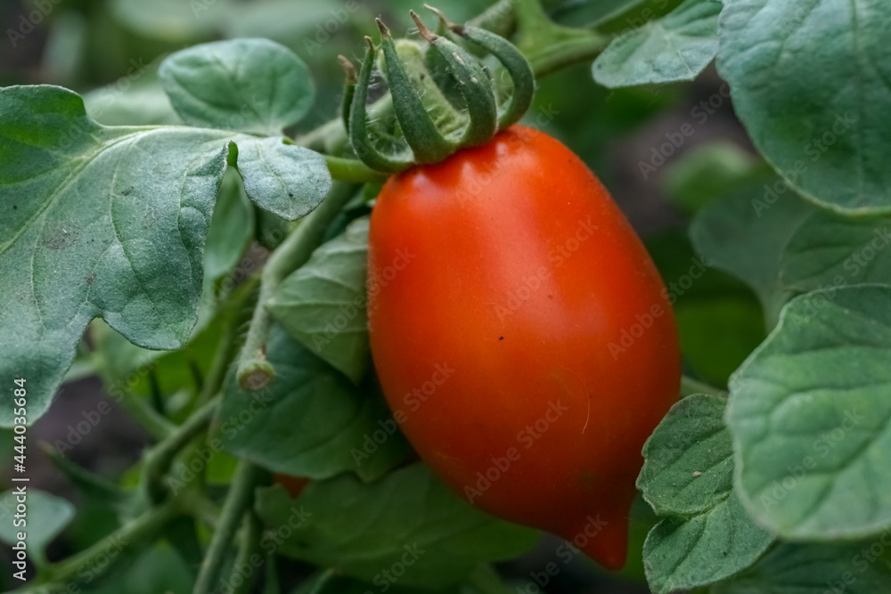tomato on the vine