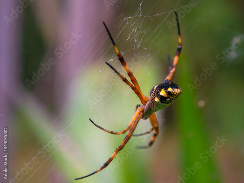 Wallpaper Mural Macro photography of a silver argiope garden spider hanging from its web in a garden near the colonial town of Villa de Leyva, in the central Andes of Colombia. Torontodigital.ca