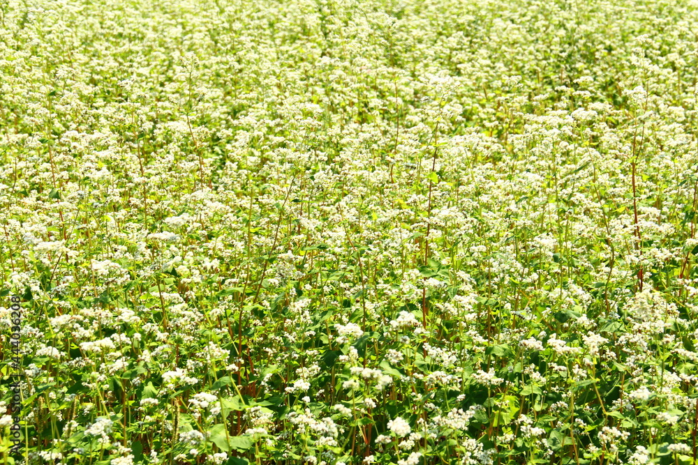 Blossom of buckwheat in full blossoming during summer. Ripe will be harvested in October. Blossom of buckwheat in full blossoming during summer. Ripe will be harvested in October.