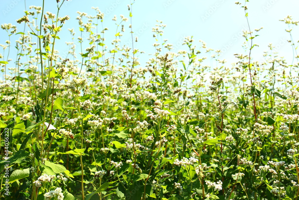 Blossom of buckwheat in full blossoming during summer. Ripe will be harvested in October. Blossom of buckwheat in full blossoming during summer. Ripe will be harvested in October.