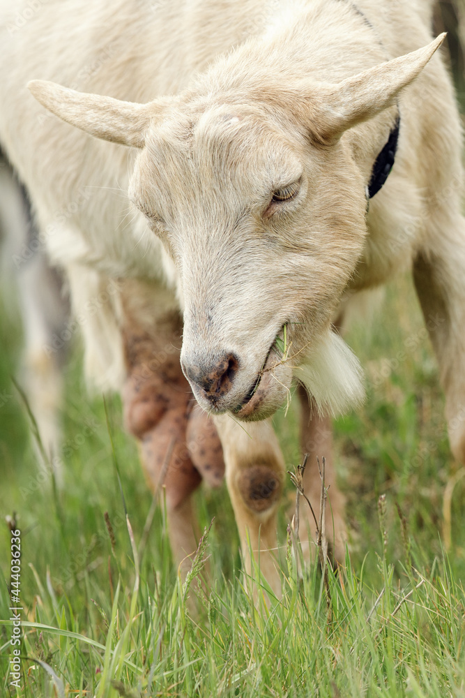 Goat carefully chooses its food for itself Goat carefully chooses its food for itself