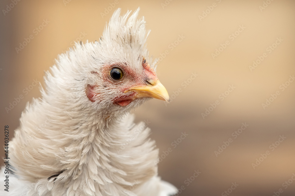 White fluffy feathers, tufted hen in profile