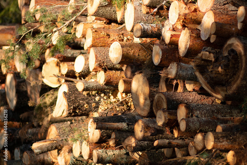 firewood in the stove