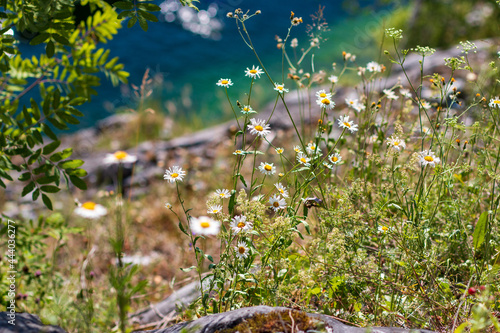 flowers in the grass