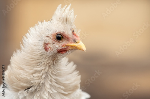 White fluffy feathers, tufted hen in profile © Linas T