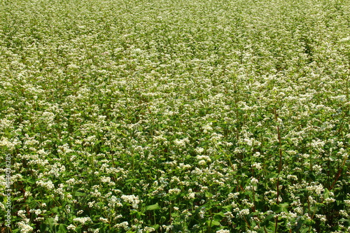 Blossom of buckwheat in full blossoming during summer. Ripe will be harvested in October.