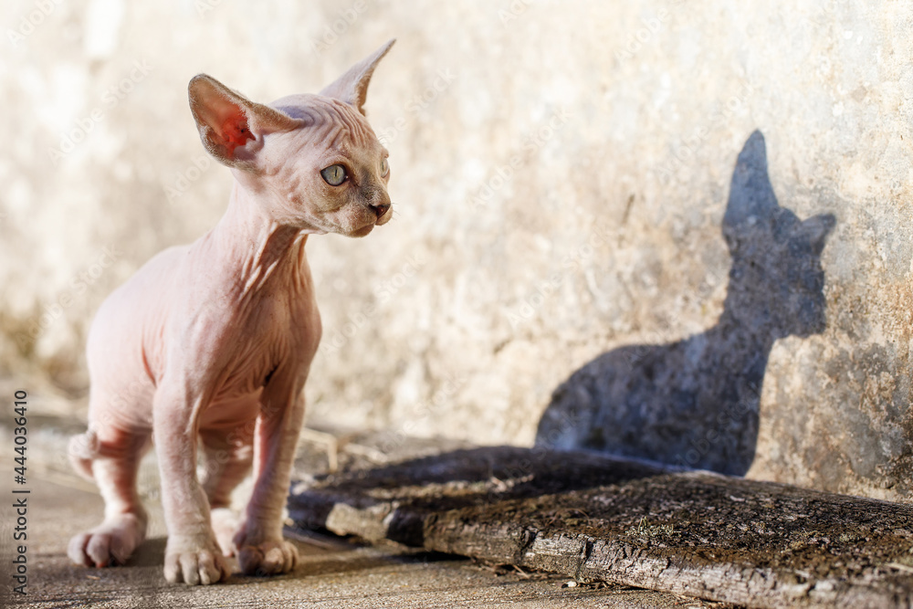 Sphynx little pink cat without fur and her shadow in concrete background