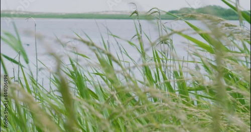 Tall grass grows wild along the muddy flat banks of a river delta and stream estuary surrounded by marsh swamp and farmland in rural americas wild lands