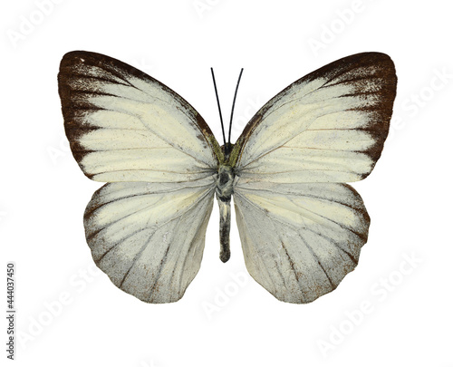 Foto Beautiful butterfly Cepora Nerissa on a white background.