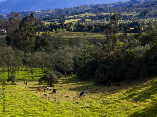 Fototapeta Naklejka Na Ścianę i Meble -  Landscape of the highlands of the central Andean mountains of Colombia with some cows grazing in a field near the town of Arcabuco in the department of Boyaca.