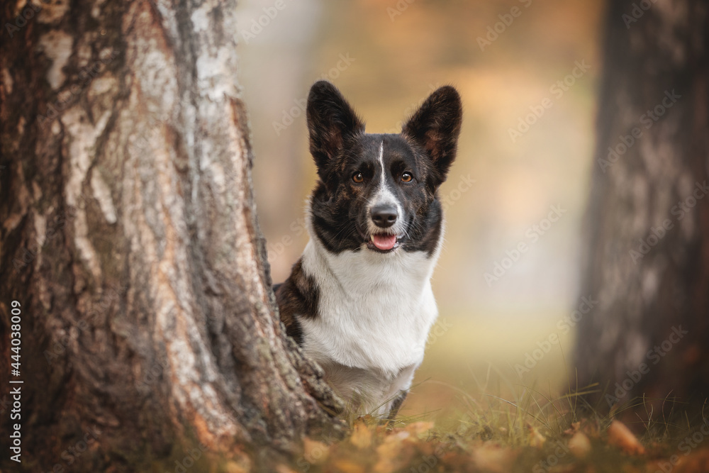 Portrait of a brindle welsh corgi cardigan among trees and fallen leaves against the background of a bright autumn landscape