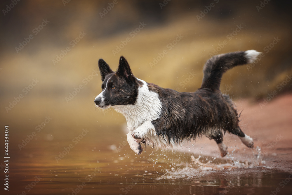 Brindle welsh corgi cardigan jumping into the water against the backdrop of a bright autumn landscape Brindle welsh corgi cardigan jumping into the water against the backdrop of a bright autumn landscape