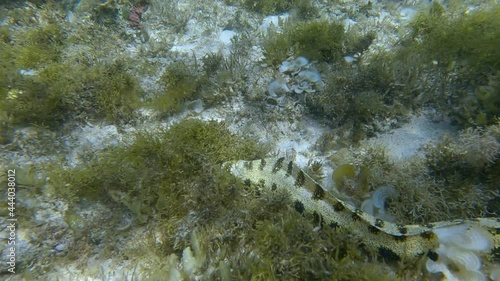 Snowflake moray or Starry moray ell (Echidna nebulosa) swims above seabed covered with Peacock's tail (Padina pavonica), Brown algae (Sargassum sp.) and Red algae (Liagora viscida) photo