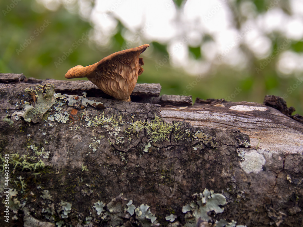 Macro photography of a very odd mushroom growing on a log, captured in a field near the town of Arcabuco in the central Andean mountains of Colombia. Macro photography of a very odd mushroom growing on a log, captured in a field near the town of Arcabuco in the central Andean mountains of Colombia.