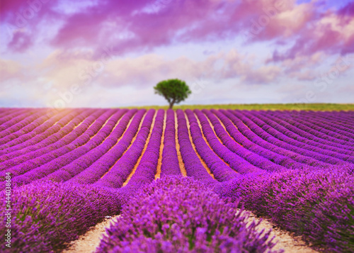 Fototapeta Naklejka Na Ścianę i Meble -  Lavender field - Valensole, France