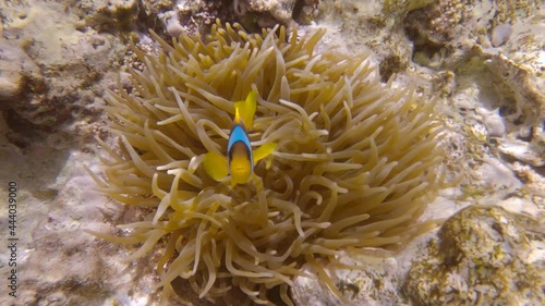 Clownfish in anemone. Red Sea Anemonefish or Threebanded Anemonefish (Amphiprion bicinctus) 
 photo