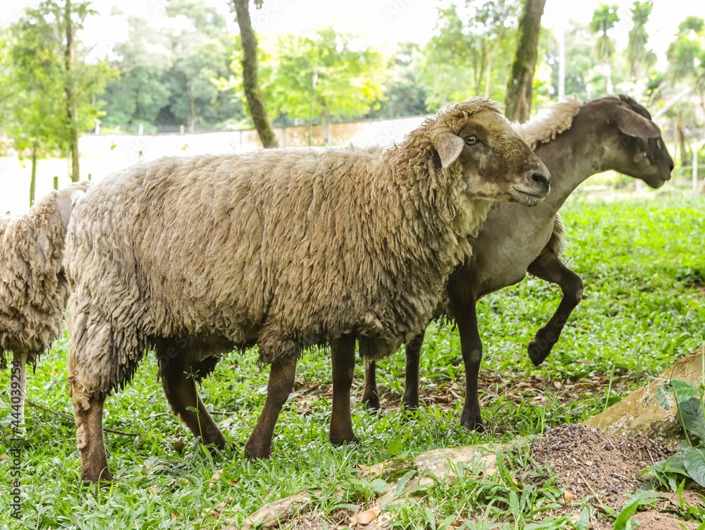 Sheep with different coats amidst nature
Sheep with different coats amidst nature