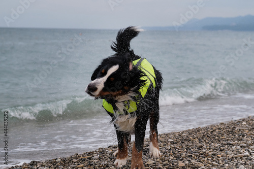 Bernese mountain dog in bright green life jacket at sea. A rescue dog stands on pebble beach and shakes off that spray is flying in different directions.