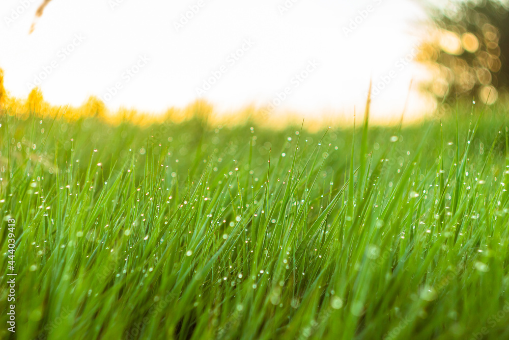 Fresh green grass with dew drops in the morning close up. Summertime morning in the field. Fresh green grass with dew drops in the morning close up. Summertime morning in the field.