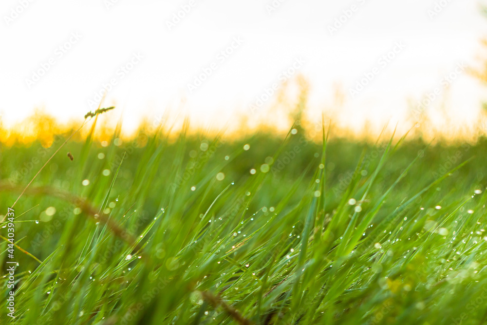 Fresh green grass with dew drops in the morning close up. Summertime morning in the field. 