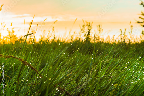 Fresh green grass with dew drops in the morning close up. Summertime morning in the field. 