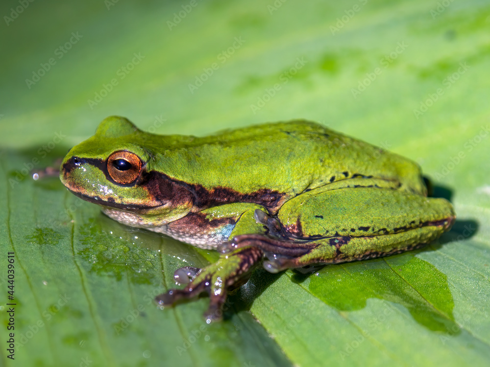 Macro photography of a green dotted treefrog standing on a leaf, captured at a garden near the town of Arcabuco, in the central Andes of Colombia. Macro photography of a green dotted treefrog standing on a leaf, captured at a garden near the town of Arcabuco, in the central Andes of Colombia.
