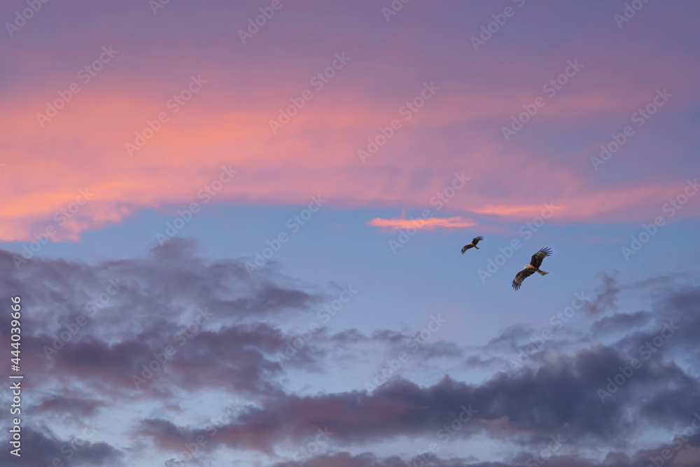 Dark and glowing red clouds clouds on a blue sky at sunset.Dark red cloud landscape with flying birds. The beauty of nature, panorama