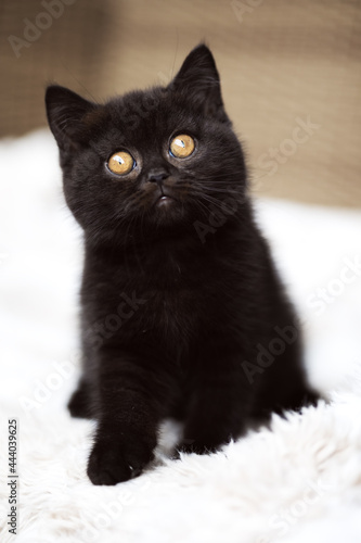 Britisch Kurzhaar Kitten Katzenbay in black imposant und edel Panther