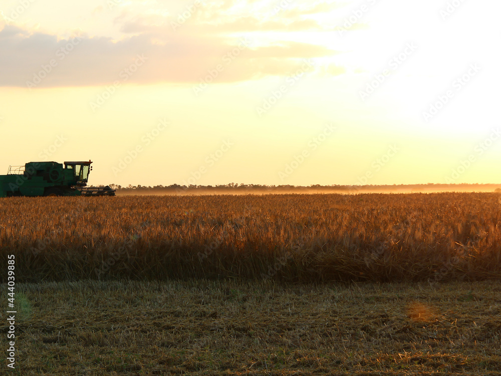 Naklejka premium Combine harvester on an agricultural field against the backdrop of the setting sun