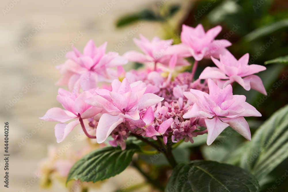 Closeup of pink flowers of hydrangea macrophylla, also  known as bigleaf, French or mophead hydrangea, penny mac and hortensia