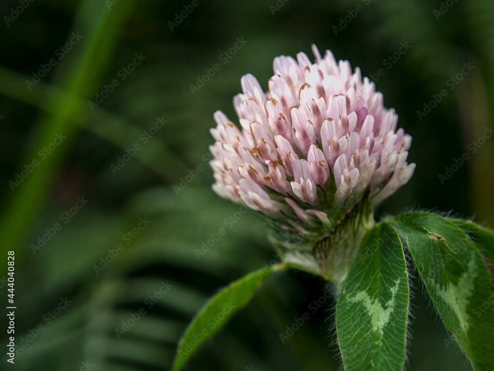 Macro photography of a pink clover flower, captured in a field near the town of Arcabuco, in the central Andean mountains of Colombia. Macro photography of a pink clover flower, captured in a field near the town of Arcabuco, in the central Andean mountains of Colombia.