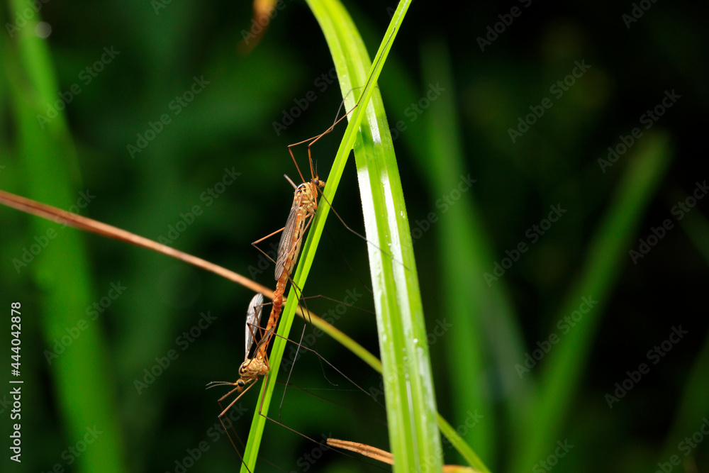 Nephrotoma appendiculata, spotted cranefly, Nephrotoma appendiculata, spotted cranefly,