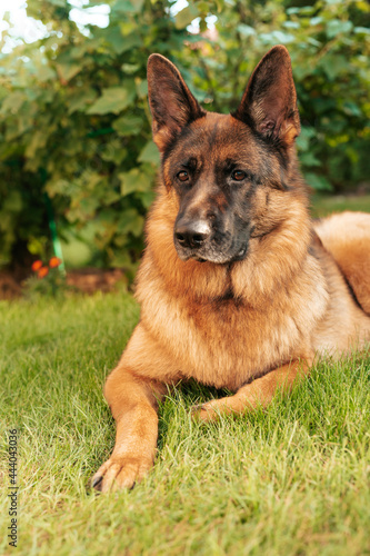Portrait of a German shepherd in a garden. Purebred dog lying on the grass in the yard.
