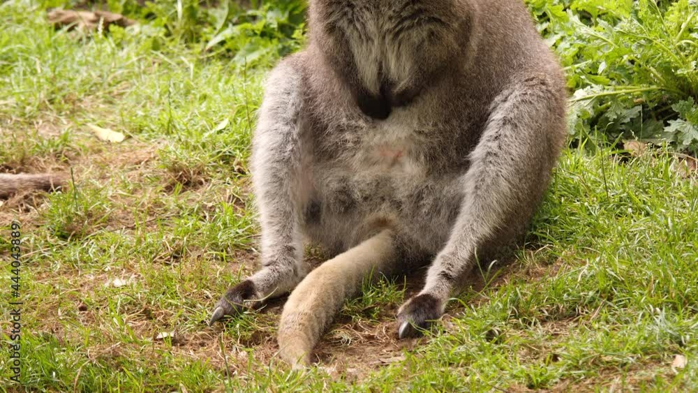 Wallaby sitting upright in the grass. Close up from tail to face. Wallaby sitting upright in the grass. Close up from tail to face.