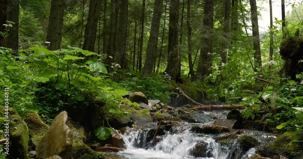 Mountain stream with crystal clear water in the forest Mountain stream with crystal clear water in the forest