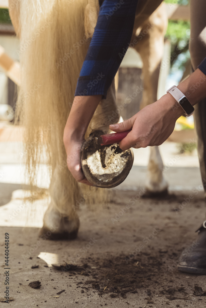 Φωτογραφία Girl holding the leg of a Palomino horse cleaning horse hoof outside the horse stable