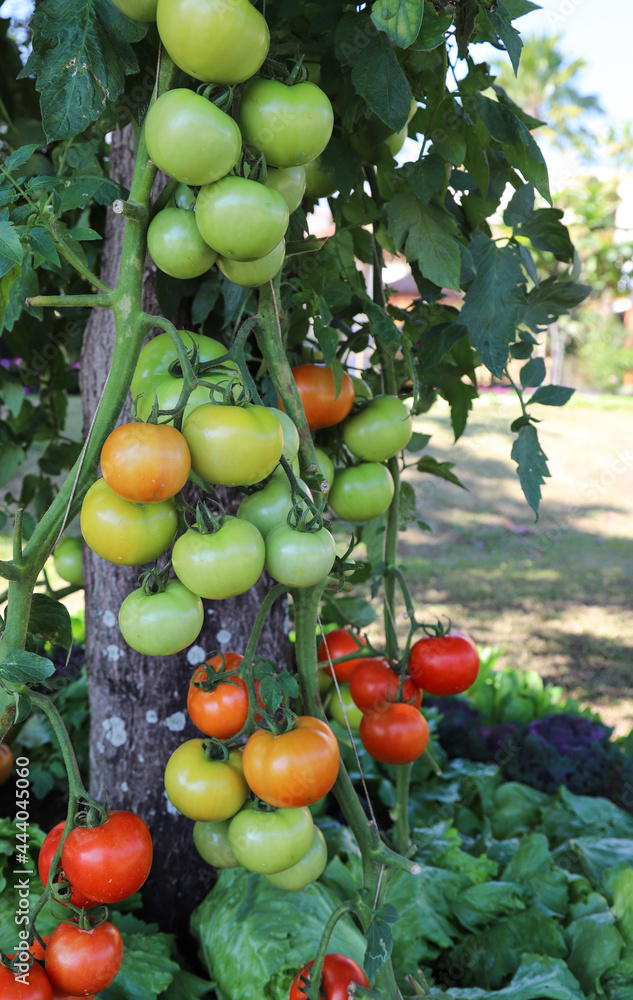 Fresh organic tomato in the garden. Vertical view.
