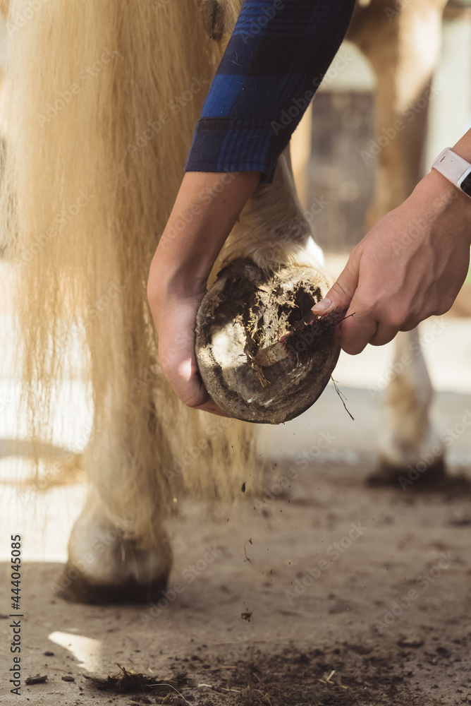 Girl holding the leg of a Palomino horse cleaning horse hoof outside