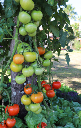Wallpaper Mural Fresh organic tomato in the garden. Vertical view. Torontodigital.ca