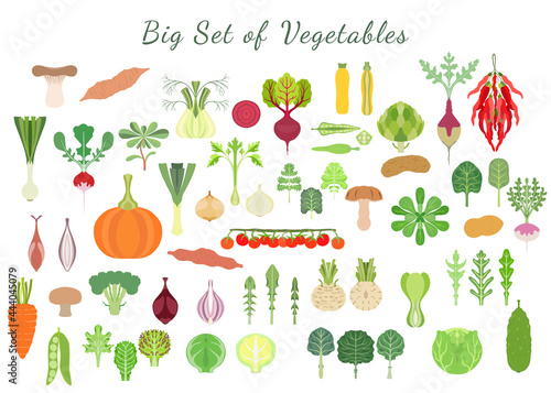 Big set with a various types of vegetables