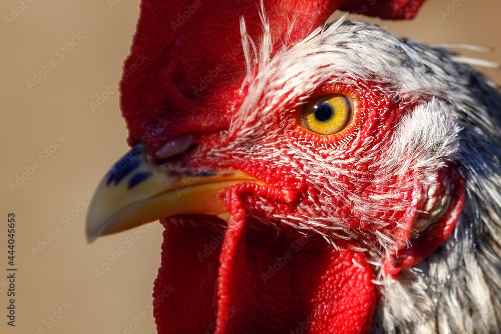Tableau sur toile Close-up of the head of a rooster in a light brown background