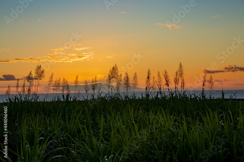 sunset over the ocean behind blooming plants of sugar cane.