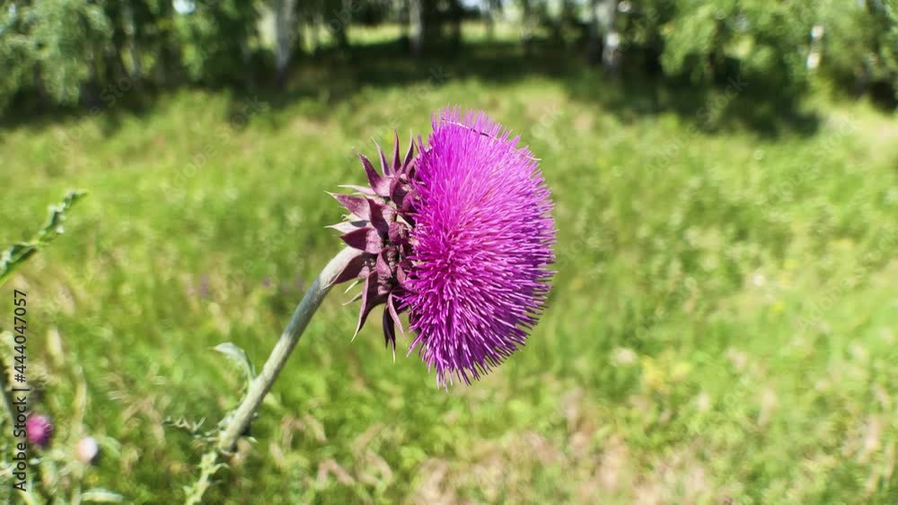 Close-up shot of a blooming milk thistle flower in a field. High quality 4k footage Close-up shot of a blooming milk thistle flower in a field. High quality 4k footage