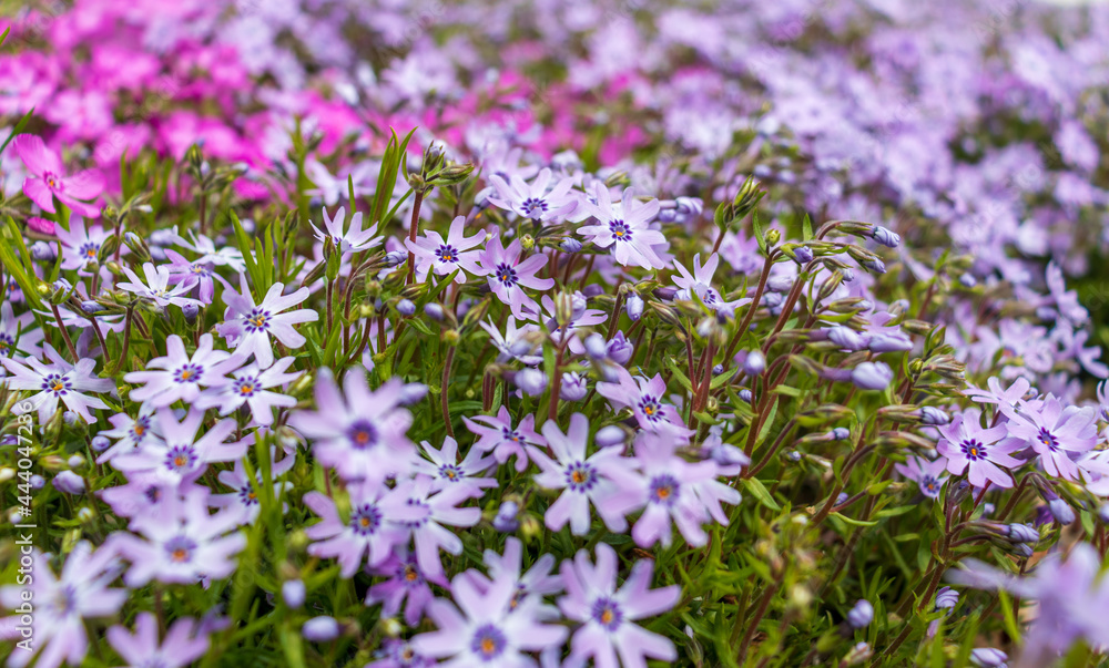 Obraz premium Pink phlox subulata. background of flowers phlox subulata.